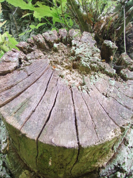 Old Wood of Drum stump