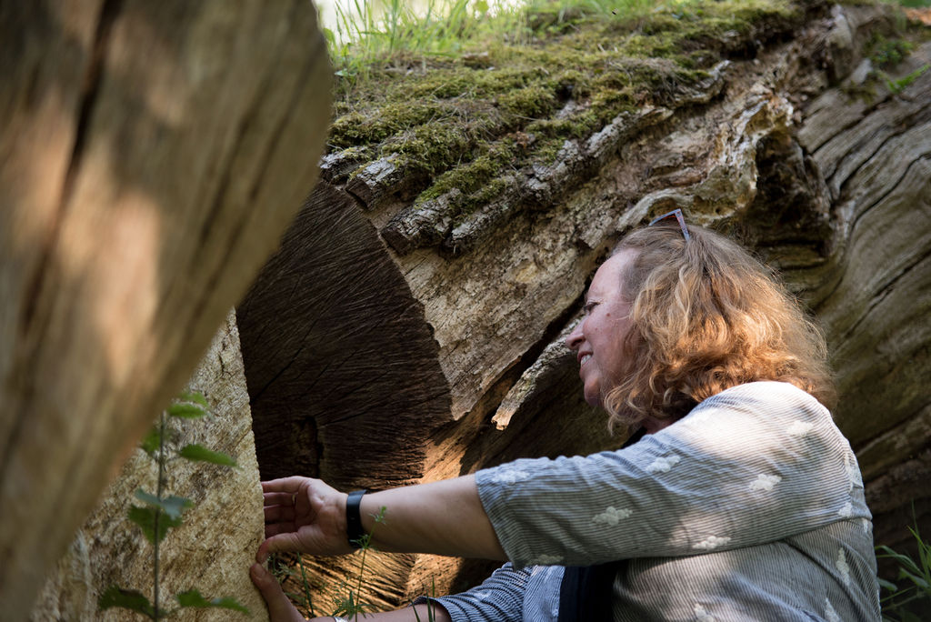 Coralie inspecting one of the oldest fallen Dalkeith Oaks, of 16th century date: Photo Anna Deacon